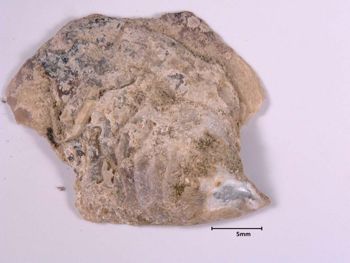 Media type: image; Malacology 155592   Description: preserved specimen;